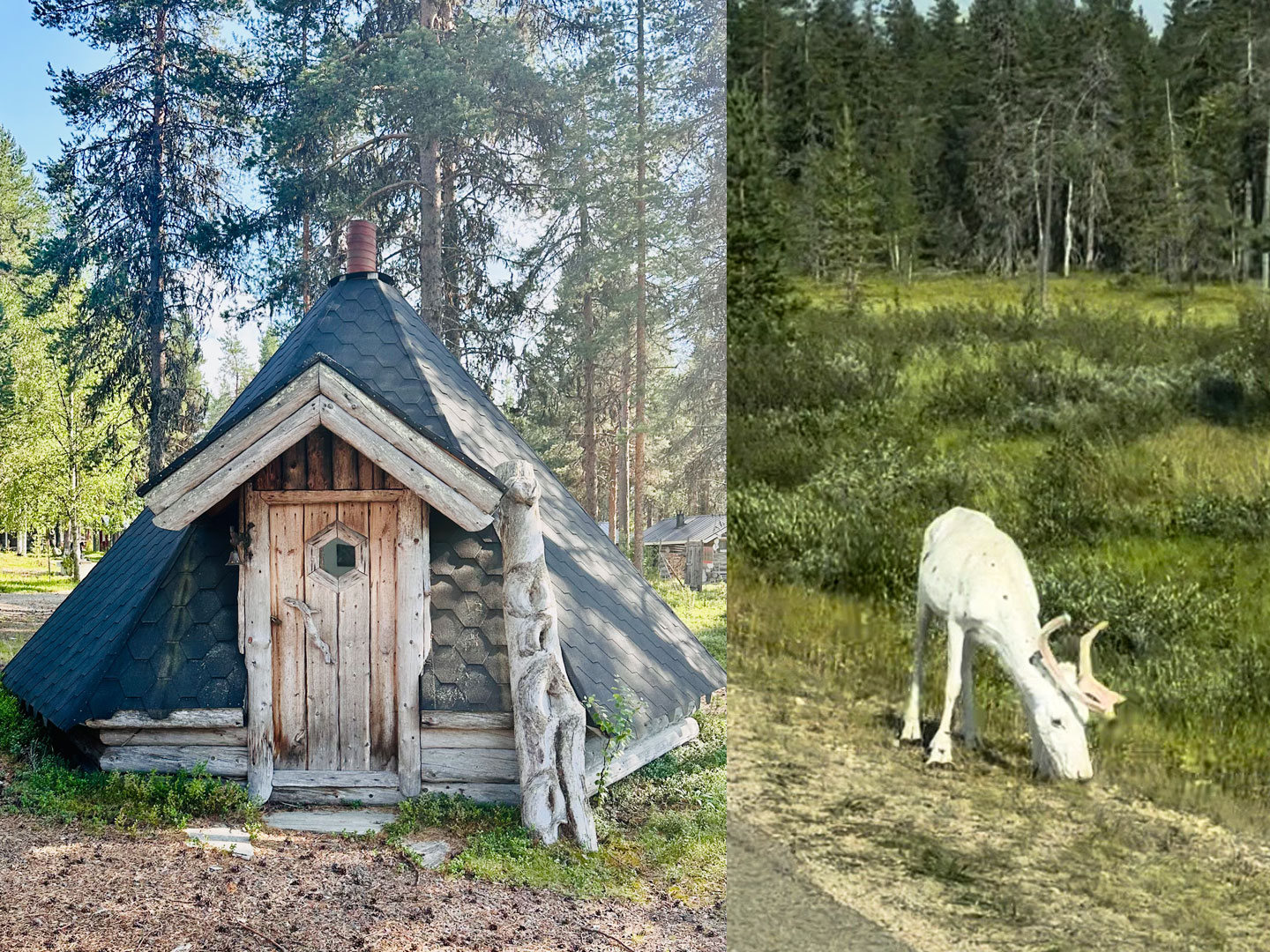 Blog_Camperlifetime_2_Finnland Rentier Finnland