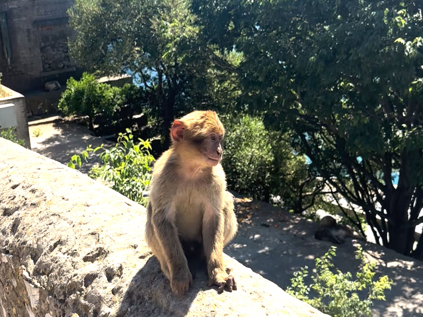 Blog_Camperlifetime_Beitrag_7_Gibraltar Affen in Gibraltar