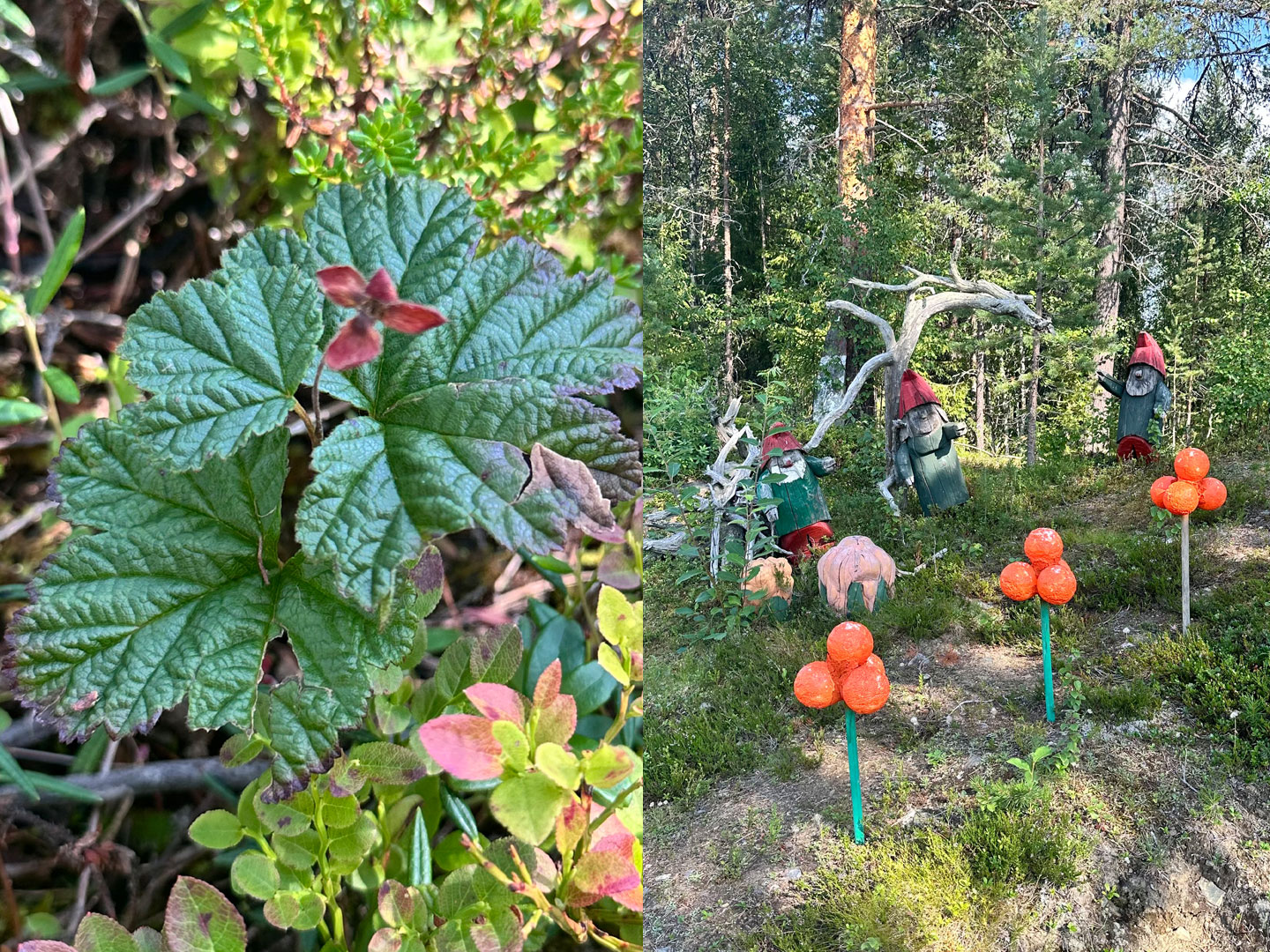 Blog_Camperlifetime_Moltebeeren_Finnland Finnland Moltebeeren